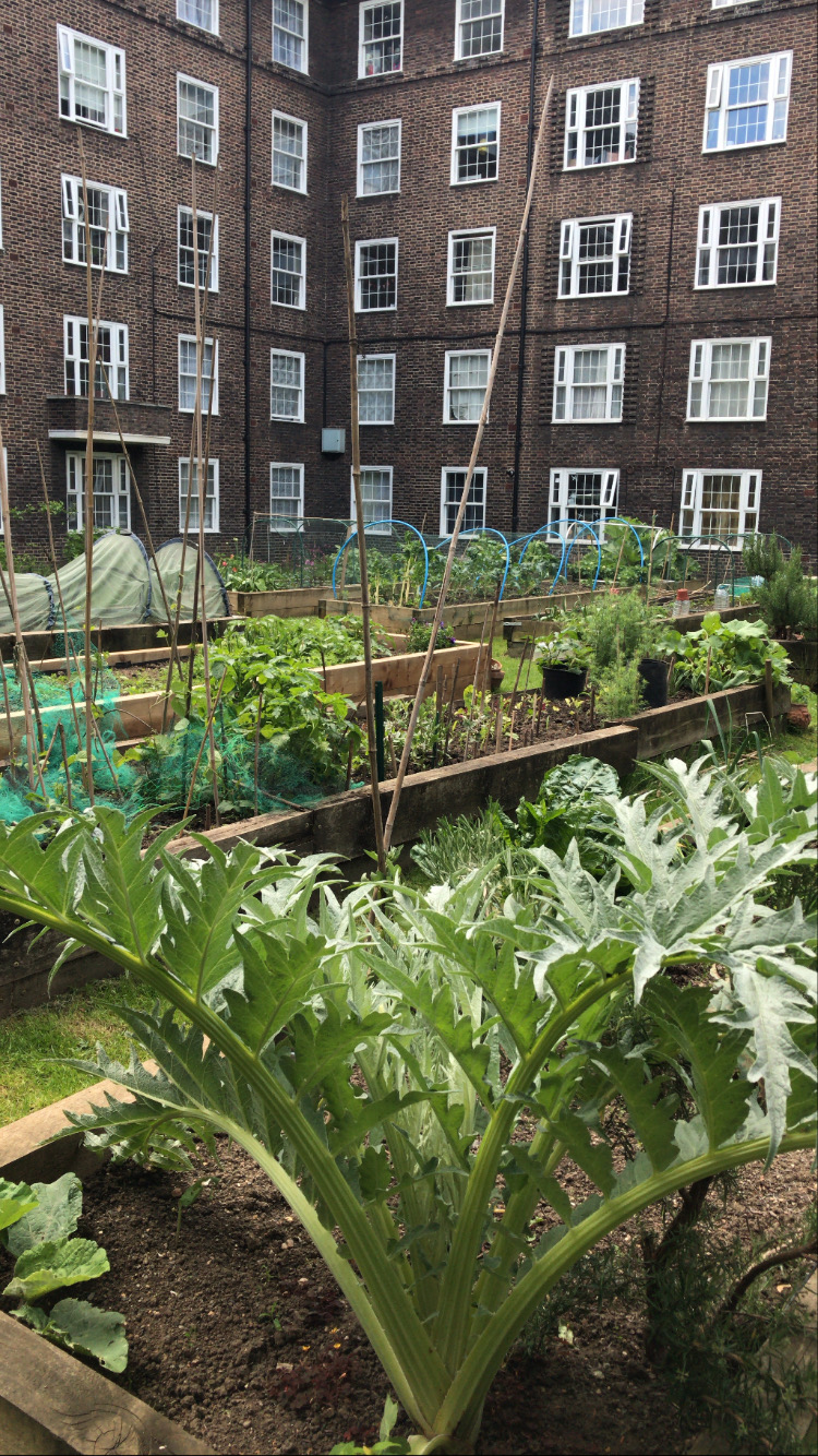 Food growing on Southwark housing estates